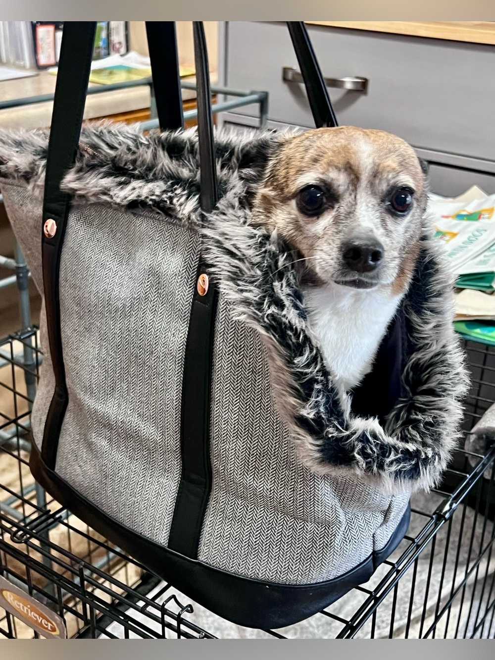 NEW WITH TAGS—Modern Luxe Collection Pet Tote Carrier